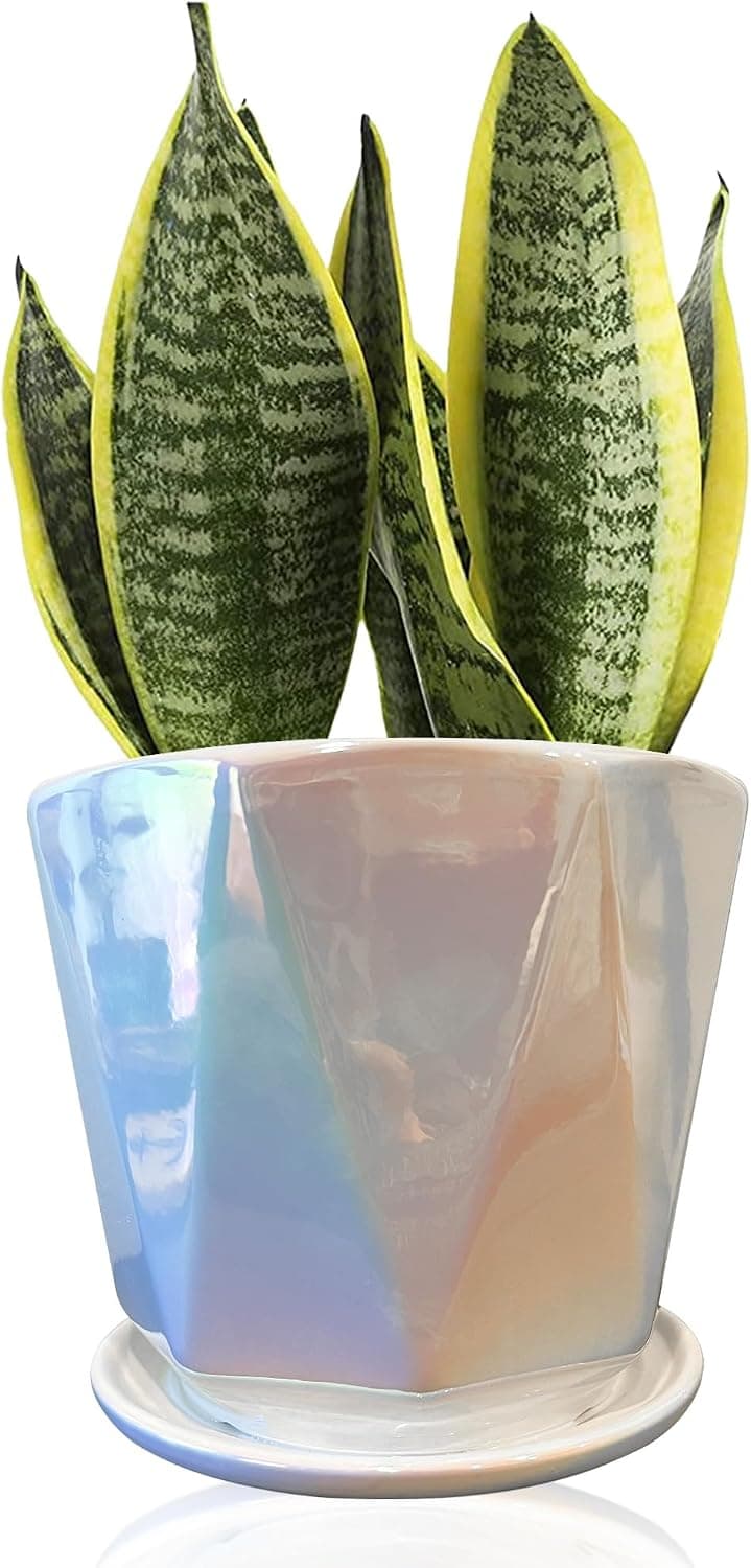 A small iridescent white Coco Andrea ceramic plant pot with a green plant