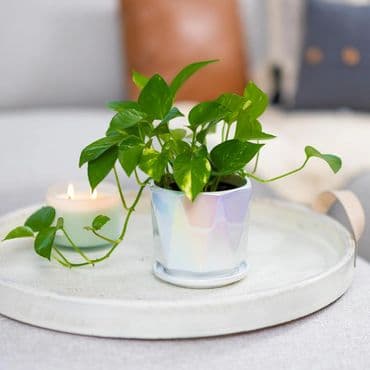 Iridescent white ceramic plant pot from Coco Andrea